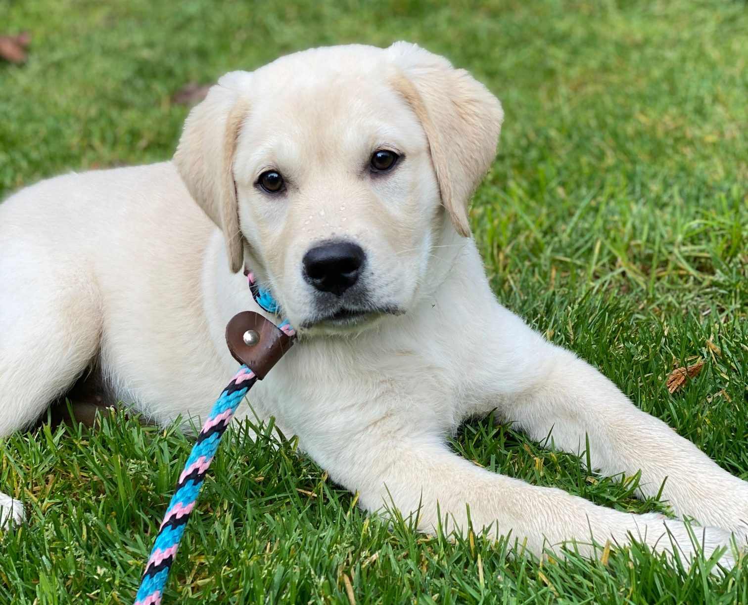 Puppy Classes – High Expectations Dog Training