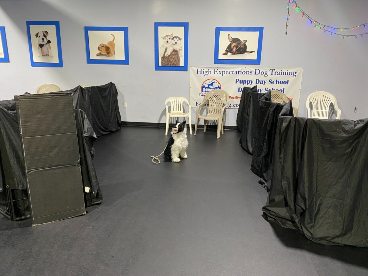 Photo inspiration: Gallery Detail: Fearful Dog Class