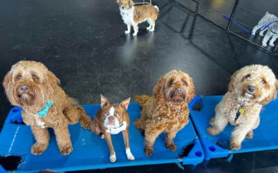 High Expectations Dog Training: Manners Class